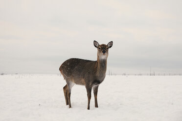 Portrait of doe standing on snow covered field against cloudy sky - CAVF34285