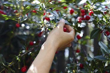 Abgeschnittene Hand einer Frau, die Kirschen vom Baum pflückt - CAVF34307