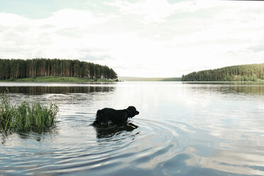 Hohe Winkel Ansicht von Hund in See - CAVF34310