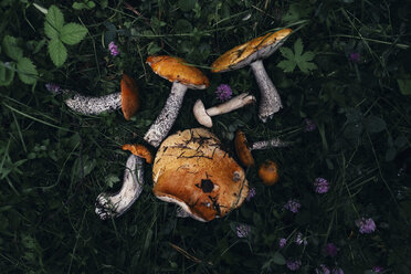 Overhead view of mushrooms on grassy field - CAVF34318