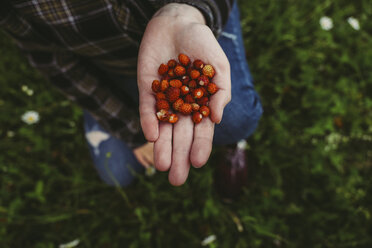 Draufsicht auf eine Frau, die kleine Erdbeeren auf einem Feld hält - CAVF34331