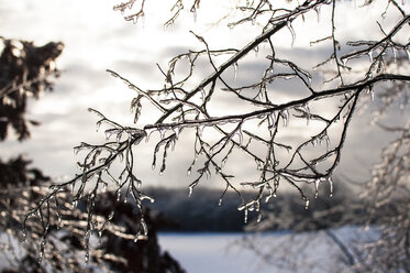 Frozen tree in winter ice - CAVF34373