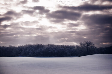 Winterlandschaft mit Wald - CAVF34374