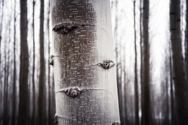 Close up of tree trunk in forest - CAVF34376