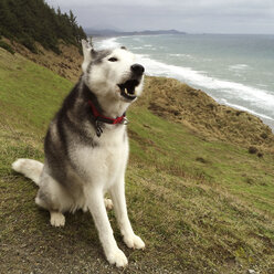 Dog sitting on grass with sea in background - CAVF34394