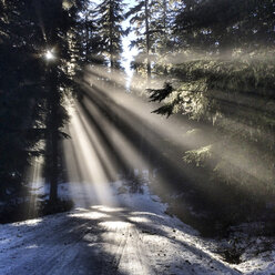 Sonnenlicht durch Bäume im Winter - CAVF34395