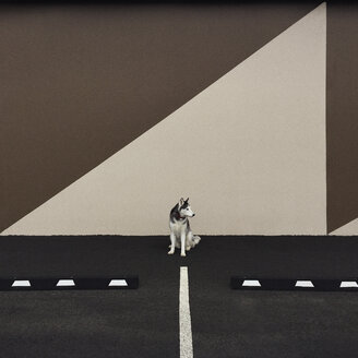 Hund auf einem Parkplatz mit grafischem Schatten - CAVF34405