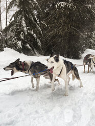 Hunde auf schneebedecktem Feld vor Bäumen stehend - CAVF34410
