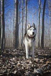 Siberian Husky im Wald im Winter - CAVF34417