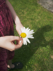 Girl pulling petals from Marguerite flower - FOLF09353