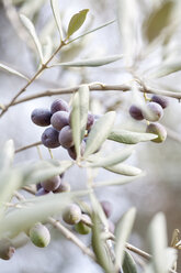 Nahaufnahme von Oliven auf einem Baum - FOLF09407