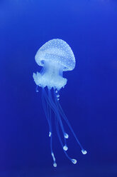 Tranquil view of jellyfish swimming in water - FOLF09452