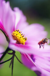 Nahaufnahme einer Biene auf einer rosa Blume - FOLF09478