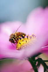 Close-up of bee on pink flower - FOLF09479