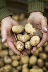 Close-up of human hands holding potatoes - FOLF09487