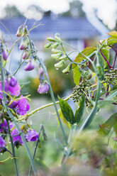 Nahaufnahme von Wildblumen - FOLF09532