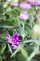 Close-up of wildflowers - FOLF09533