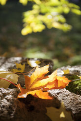 Close-up of Autumn maple leaf - FOLF09550