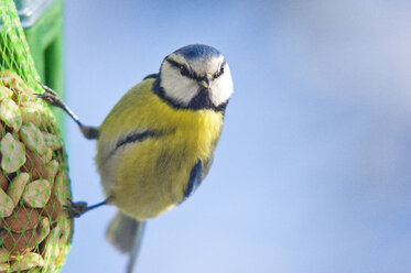 Blue Tit on feeder - FOLF09587