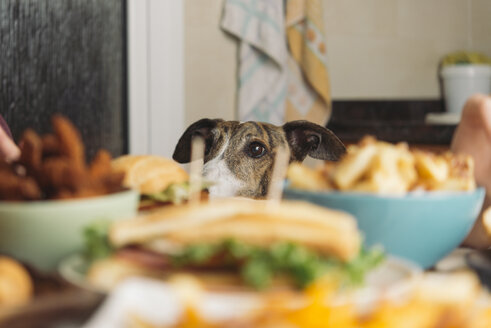 Hund beobachtet Esstisch voller Essen zu Hause - SKCF00389