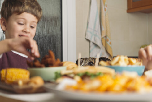 Hund beobachtet Junge beim Essen am Esstisch zu Hause - SKCF00390