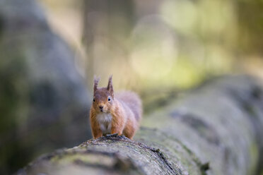 Red squirrel on tree trunk - MJOF01476