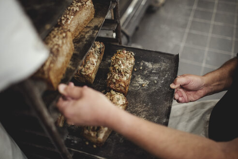 Mittelteil eines Bäckers, der frisch gebackene Brote in einem Tablett auf einem Kühlgestell in einer Bäckerei hält - MASF00080