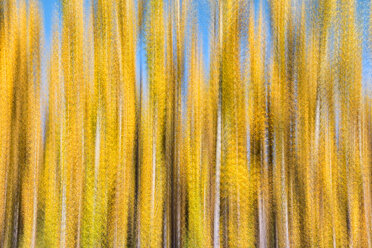 Spanien, Weidenanbau in Canamares im Herbst, unscharf - DSGF01698