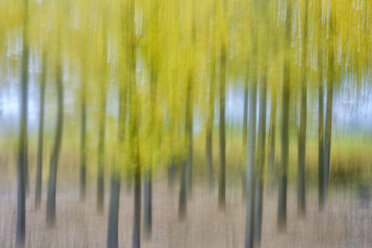 Spain, Wicker cultivation in Canamares in autumn, blurred - DSGF01705