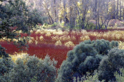 Spanien, Weidenanbau in Canamares im Herbst - DSGF01725