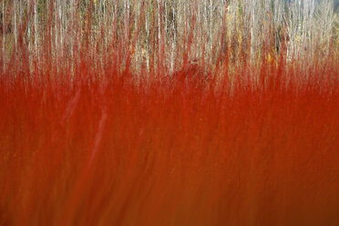 Spain, Wicker cultivation in Canamares in autumn, blurred - DSGF01727