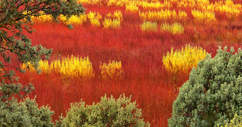 Spanien, Weidenanbau in Canamares im Herbst - DSGF01738