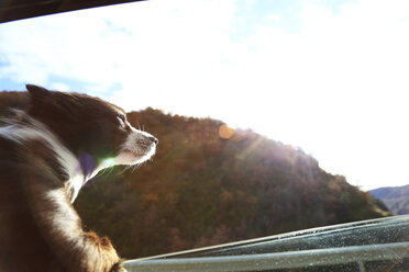 Dog looking through car windshield - CAVF35021