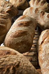 Full frame shot of bread loafs on cooling rack in commercial kitchen - CAVF35029