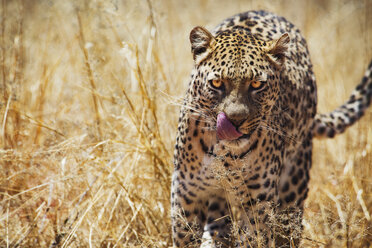 Amur-Leopard läuft im Gras - CAVF35050