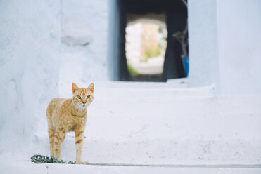 Porträt einer rothaarigen Katze mit weißen Stufen - CAVF35056