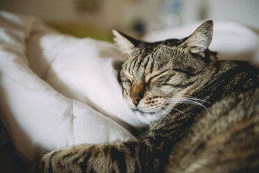 Nahaufnahme einer getigerten Katze, die zu Hause auf dem Bett schläft - CAVF35061