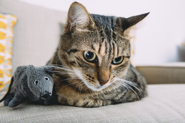 Nahaufnahme einer getigerten Katze mit Spielzeugratte, die sich zu Hause auf dem Sofa entspannt - CAVF35062
