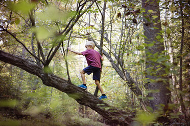 Boy climbing tree in forest - CAVF35070