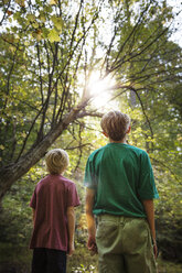 Rear view of boys looking at sun in forest - CAVF35071