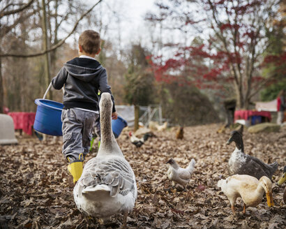 Junge füttert Enten - CAVF35097