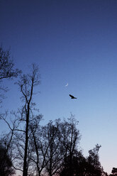 Silhouette eines über Bäume fliegenden Vogels - CAVF35103