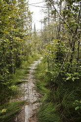 Boardwalk amidst trees in forest - CAVF35151