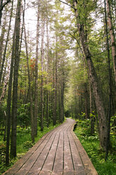 Boardwalk amidst trees in woodland - CAVF35152