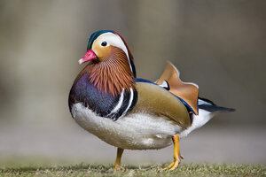 Schottland, Porträt einer männlichen Mandarin-Ente - MJOF01479