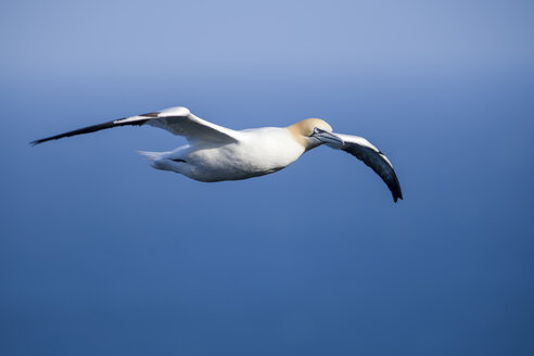 Schottland, fliegender Basstölpel vor blauem Himmel - MJOF01481