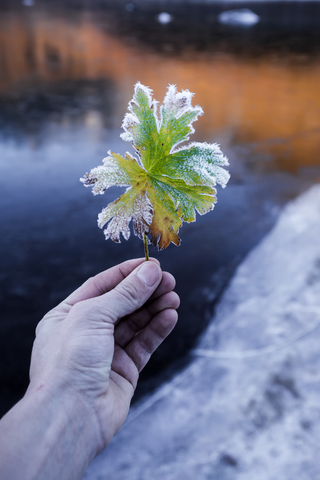 Norwegen, Lofoten-Inseln, Mann hält gefrorenes Blatt in der Hand, lizenzfreies Stockfoto