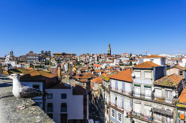 Portugal, Porto, city view, seagull on wall - THAF02152