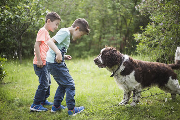 Twin brothers playing with dog on grass in back yard - MASF00495