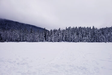 Wald im Winter an einem bedeckten Tag - CAVF35306